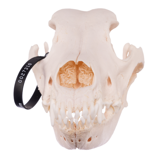 Real Domestic Dog Skull - Great Dane