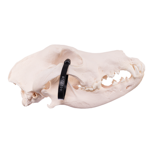 Real Domestic Dog Skull - Great Dane