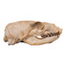 Real California Sea Lion Skull - Female