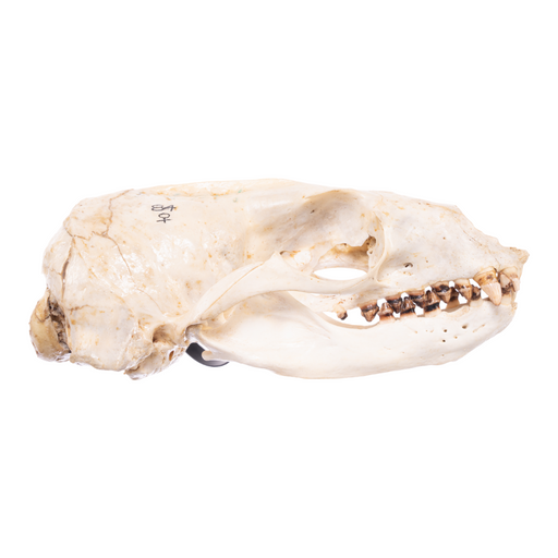 Real California Sea Lion Skull - Female