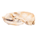 Real California Sea Lion Skull - Female