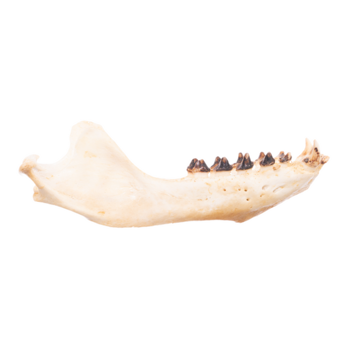 Real California Sea Lion Skull - Female