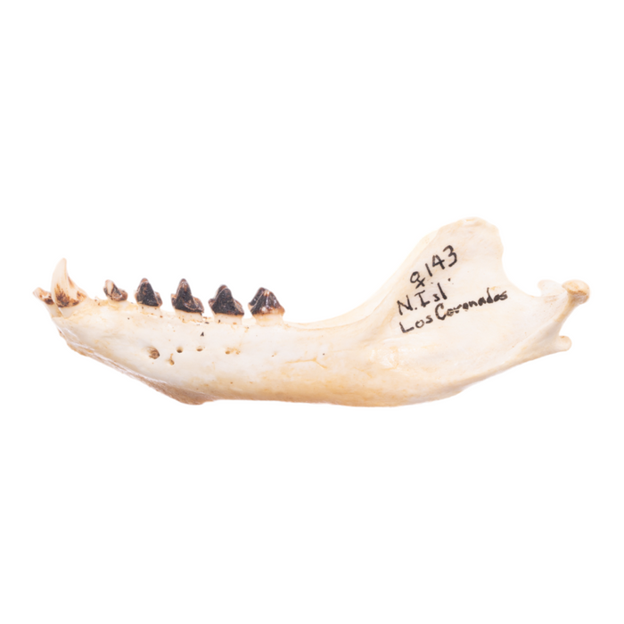 Real California Sea Lion Skull - Female