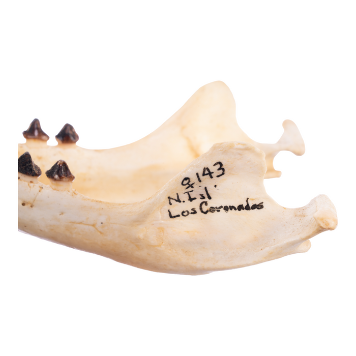 Real California Sea Lion Skull - Female