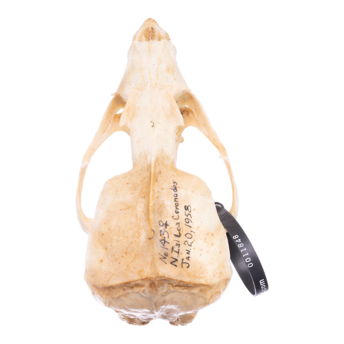 Real California Sea Lion Skull - Female