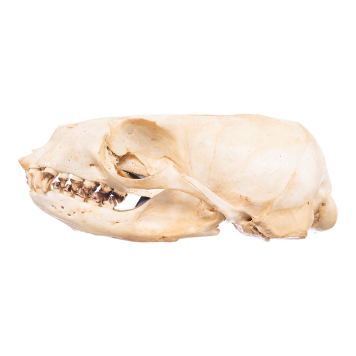 Real California Sea Lion Skull - Female