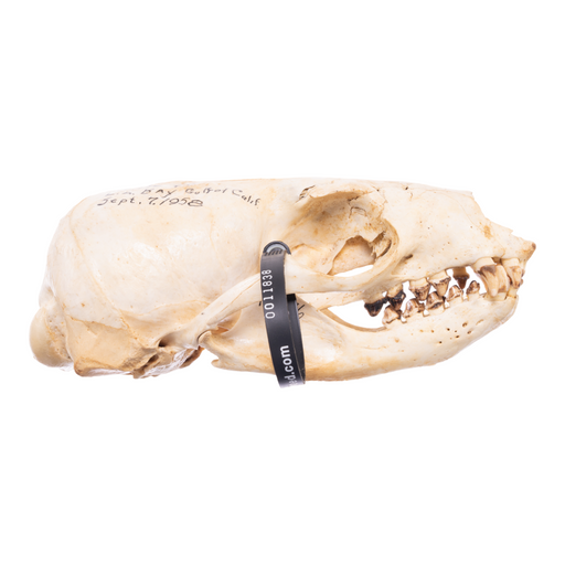 Real California Sea Lion Skull - Female