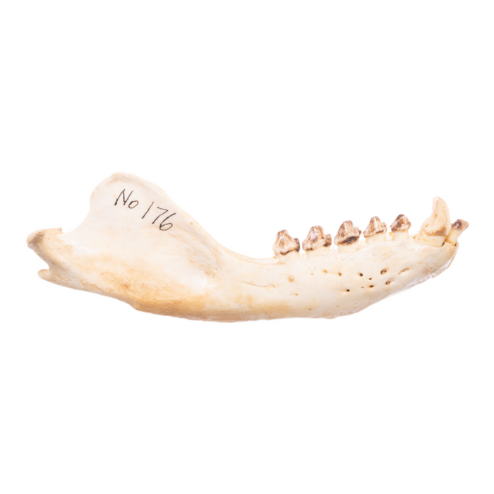 Real California Sea Lion Skull - Female