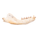 Real California Sea Lion Skull - Female