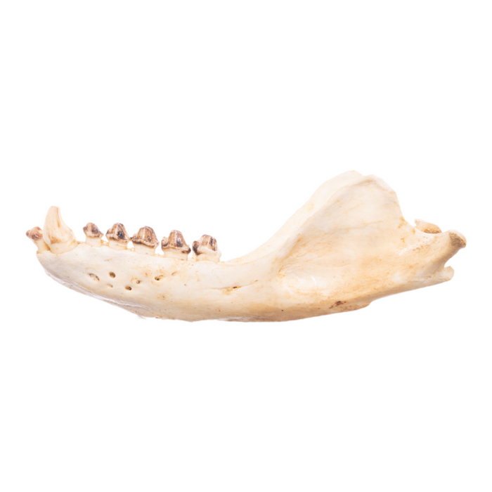 Real California Sea Lion Skull - Female