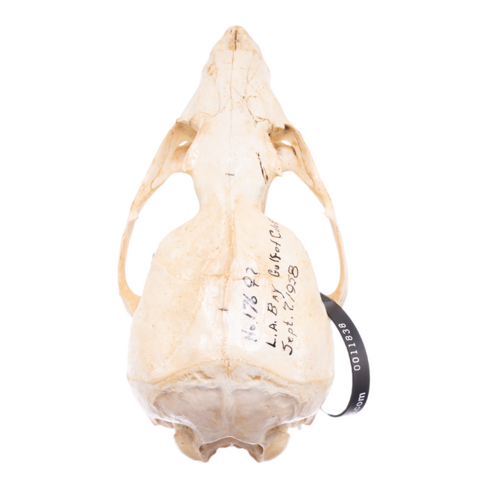 Real California Sea Lion Skull - Female