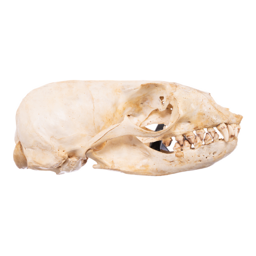 Real California Sea Lion Skull - Female