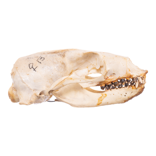 Real California Sea Lion Skull - Female