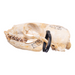 Real California Sea Lion Skull - Female