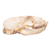 Real California Sea Lion Skull - Female