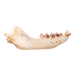 Real California Sea Lion Skull - Female