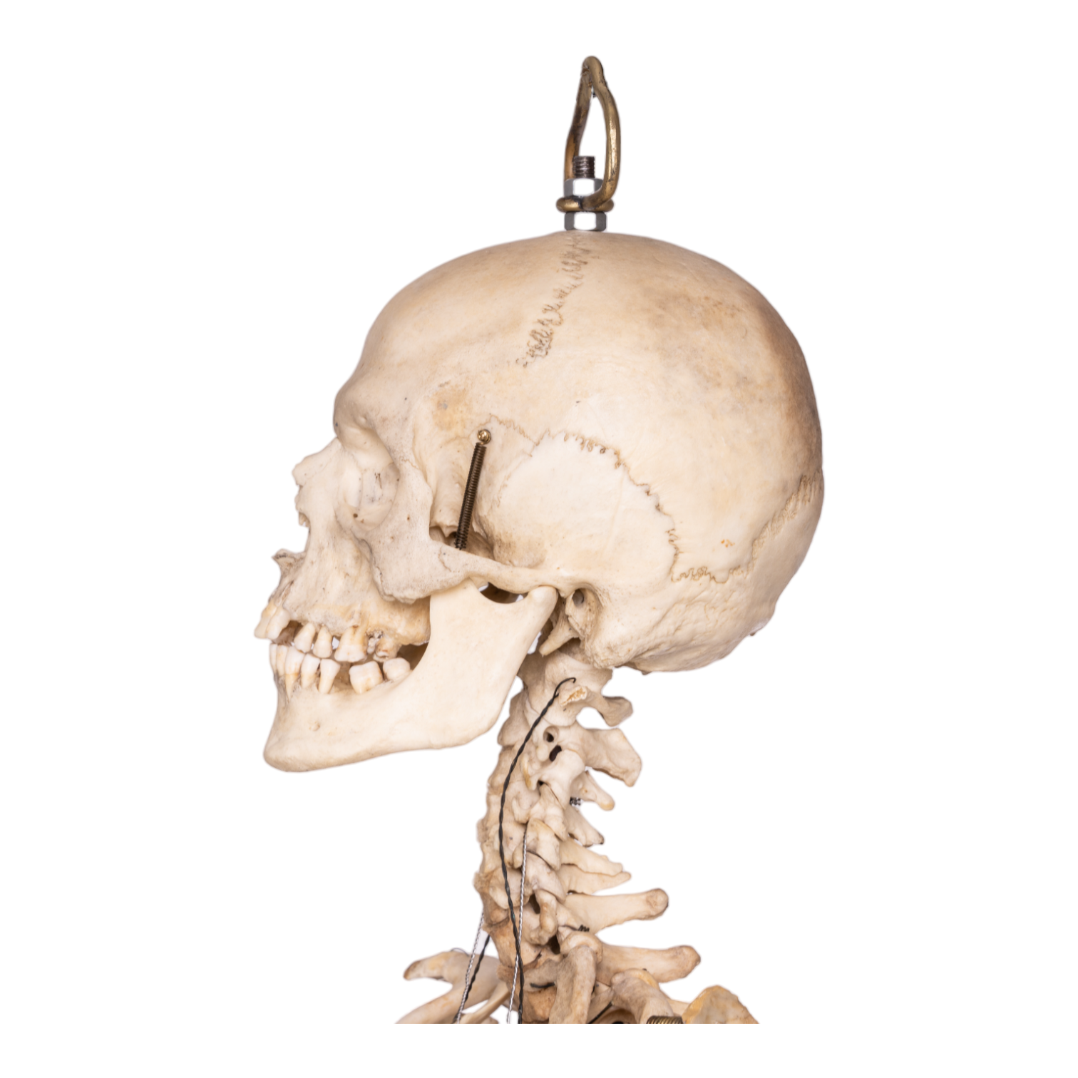 Real Human Skeleton - Articulated Antique — Skulls Unlimited International,  Inc.