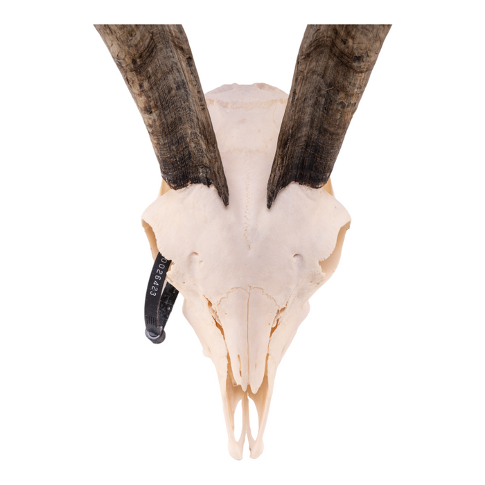 Real Domestic Goat Skull