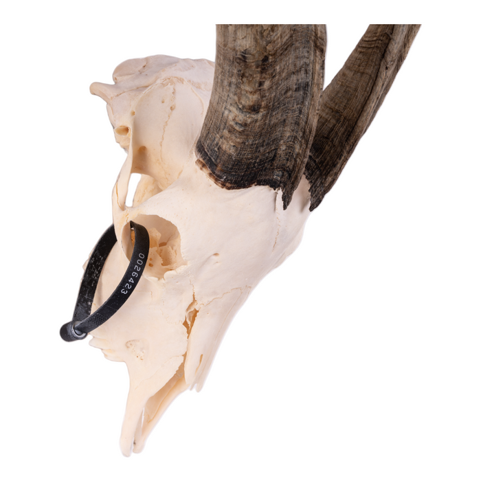 Real Domestic Goat Skull