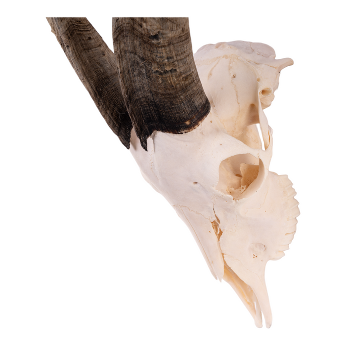 Real Domestic Goat Skull