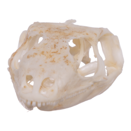 Real Plated Lizard Skull