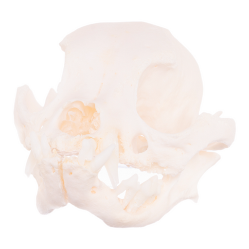 Real Domestic Dog Skull - Boston Terrier