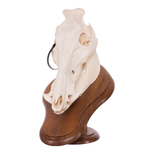 Real Domestic Pig Skull On Plaque