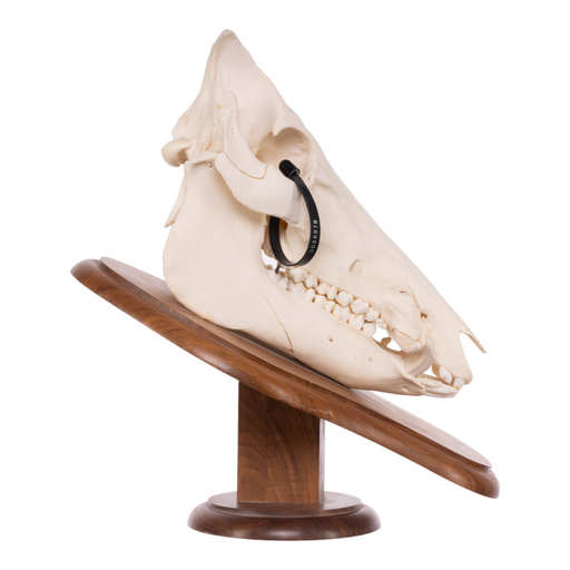 Real Domestic Pig Skull On Plaque