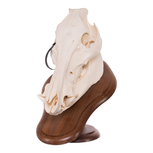 Real Domestic Pig Skull On Plaque