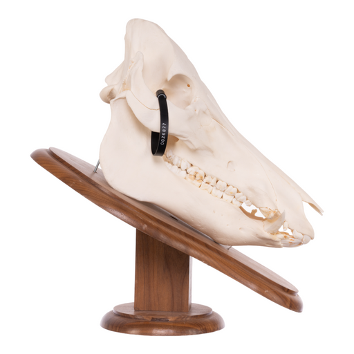 Real Domestic Pig Skull On Plaque