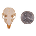 Real Botta's Pocket Gopher Skull