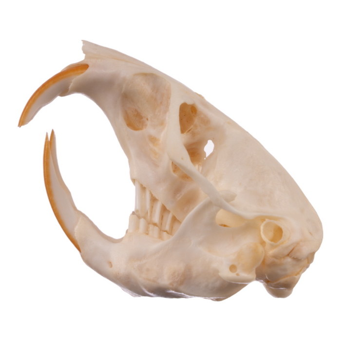 Real Botta's Pocket Gopher Skull