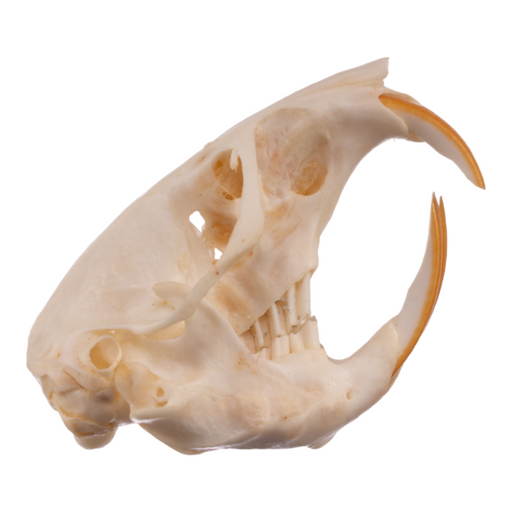 Real Botta's Pocket Gopher Skull