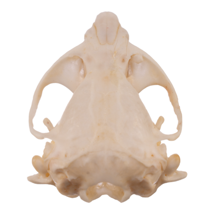 Real Botta's Pocket Gopher Skull