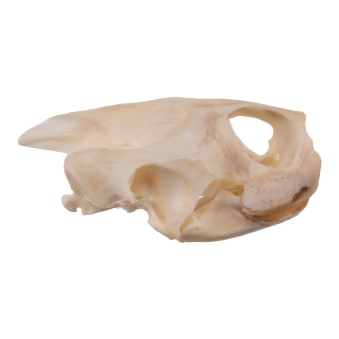 Real River Cooter Skull