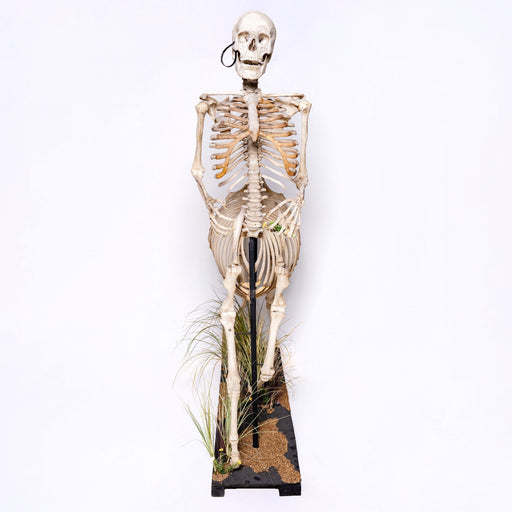 Real "Centaur" Skeleton