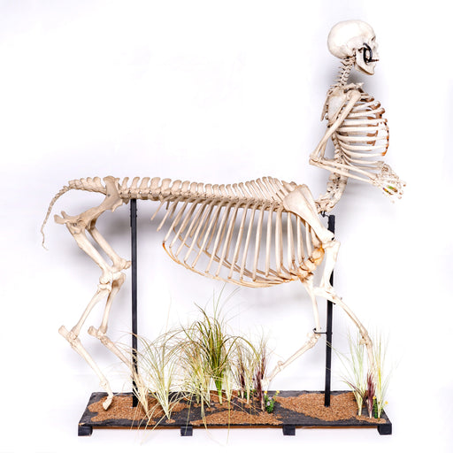 Real "Centaur" Skeleton