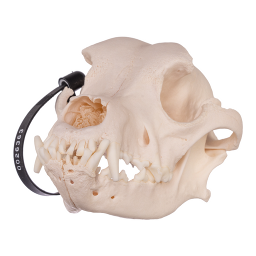 Real Domestic Dog Skull - Rottweiler