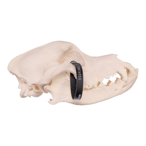 Real Domestic Dog Skull - Rottweiler