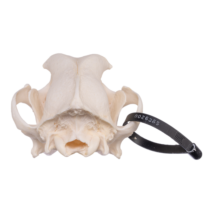 Real Domestic Dog Skull - Rottweiler