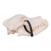 Real Domestic Dog Skull - Rottweiler