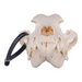 Real Domestic Dog Skull - Rottweiler