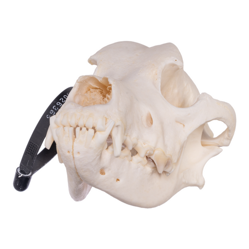 Real Domestic Dog Skull - Rottweiler