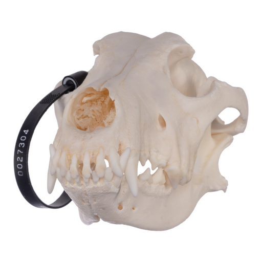 Real Domestic Dog Skull - German Shepherd