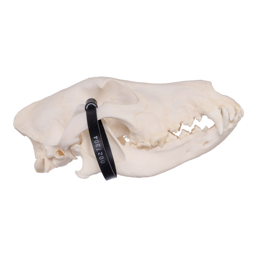 Real Domestic Dog Skull - German Shepherd