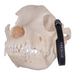 Real Domestic Dog Skull - Husky