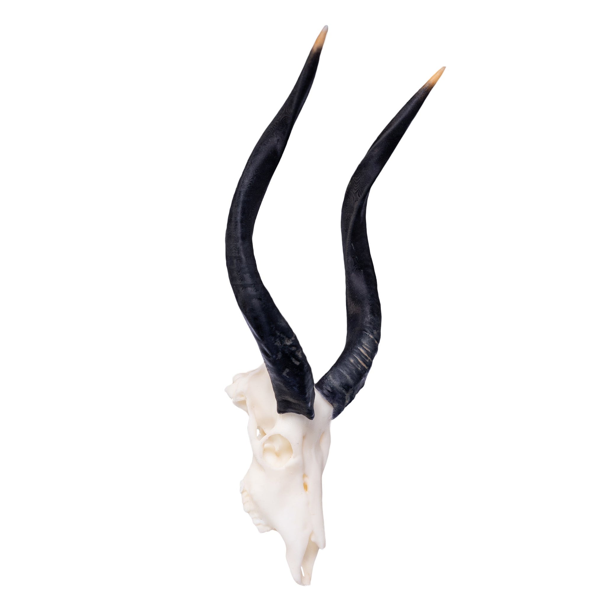 SKULLIES - Miniature Nyala Skull For Sale — Skulls Unlimited ...