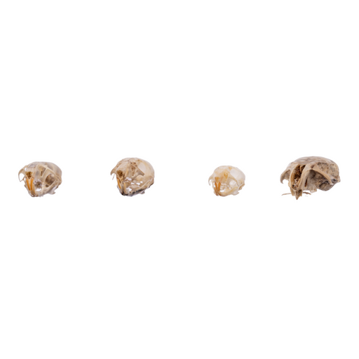 Real Mouse Skull - Set of 4