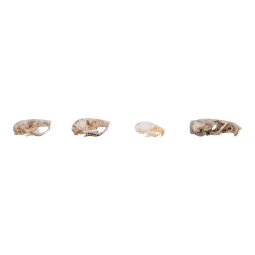 Real Mouse Skull - Set of 4