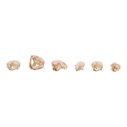 Real Bag-O-Rodent Skulls